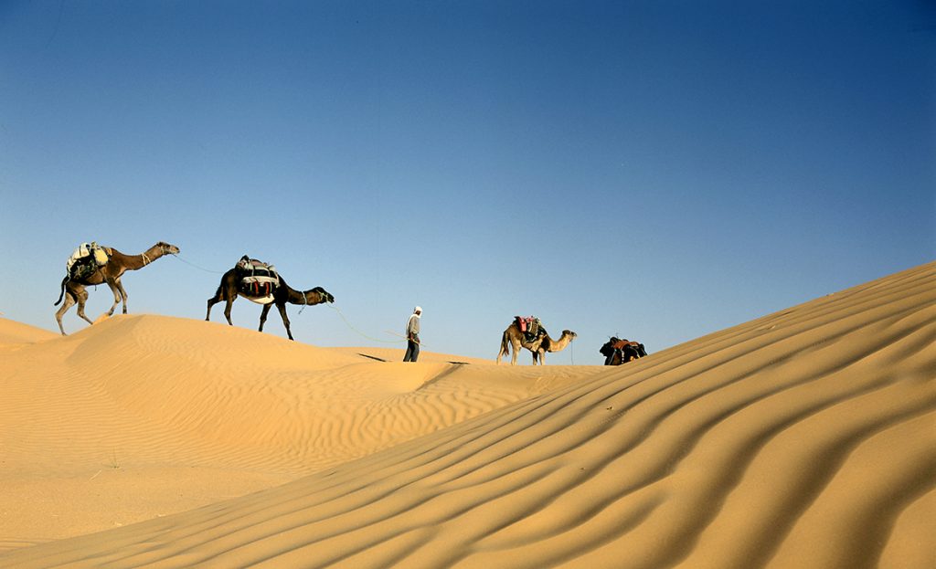 caravane de dromadaires et les dunes du sahara